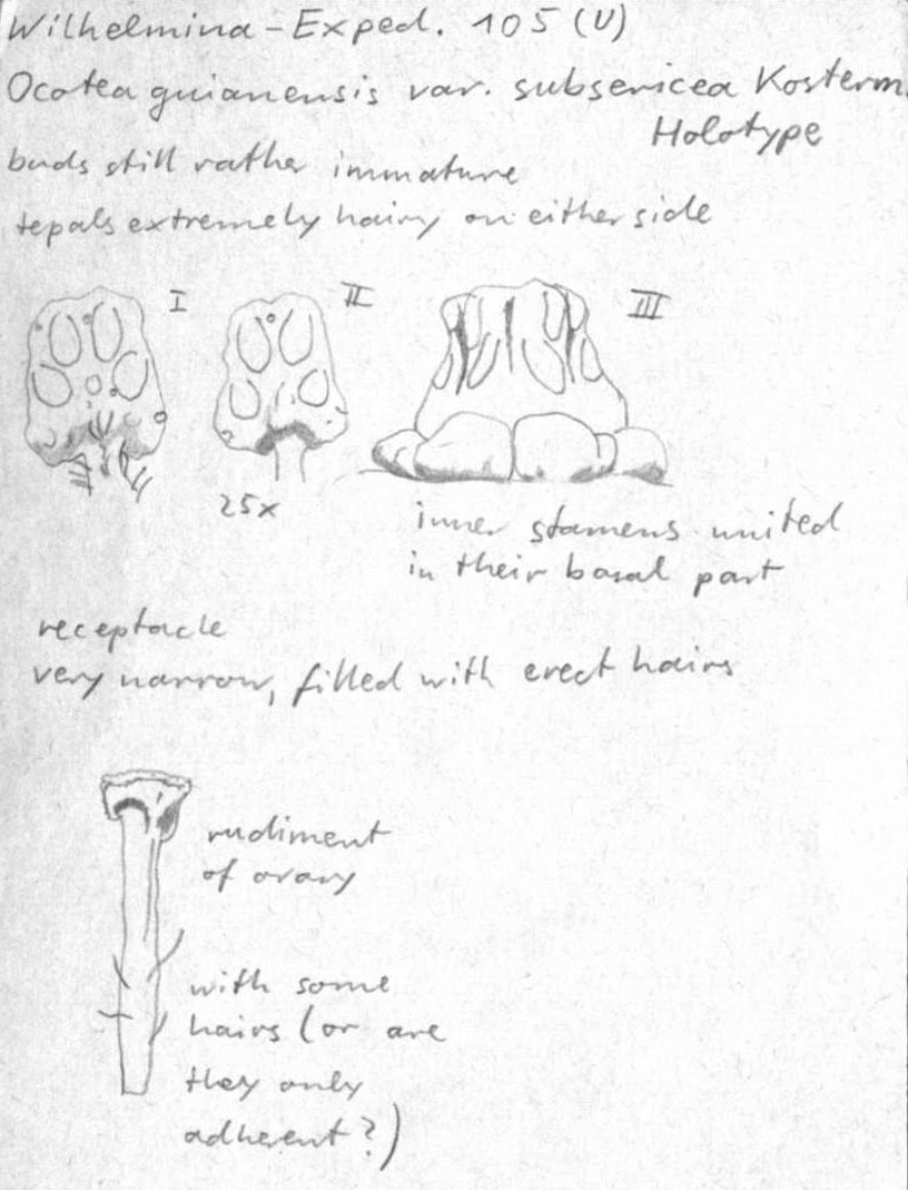 Vorschaubild Ocotea guianensis var. subsericea Kosterm.